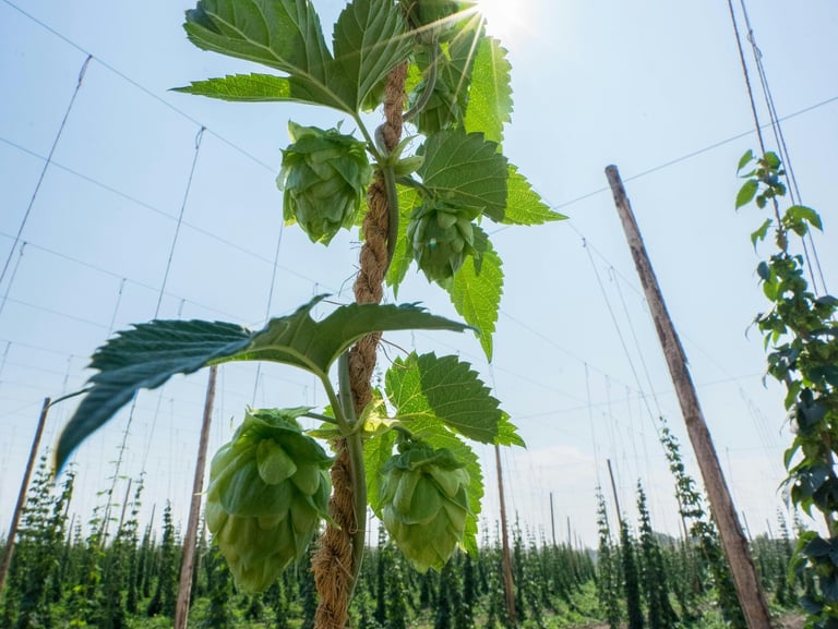 coir twine hop strings exporter