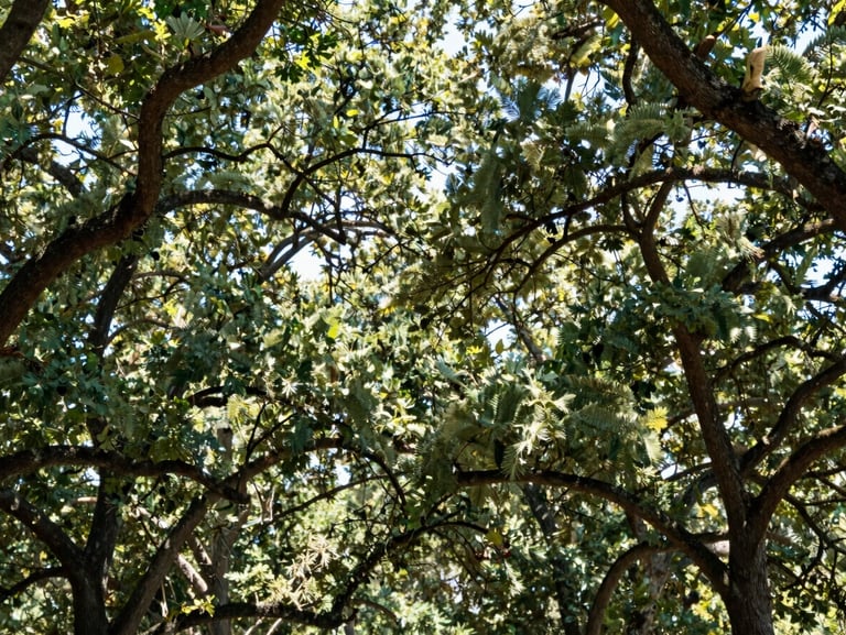 A healthy live oak canopy with filtered sunlight streaming through clean, professionally pruned branches, bright natural daylight, 35mm