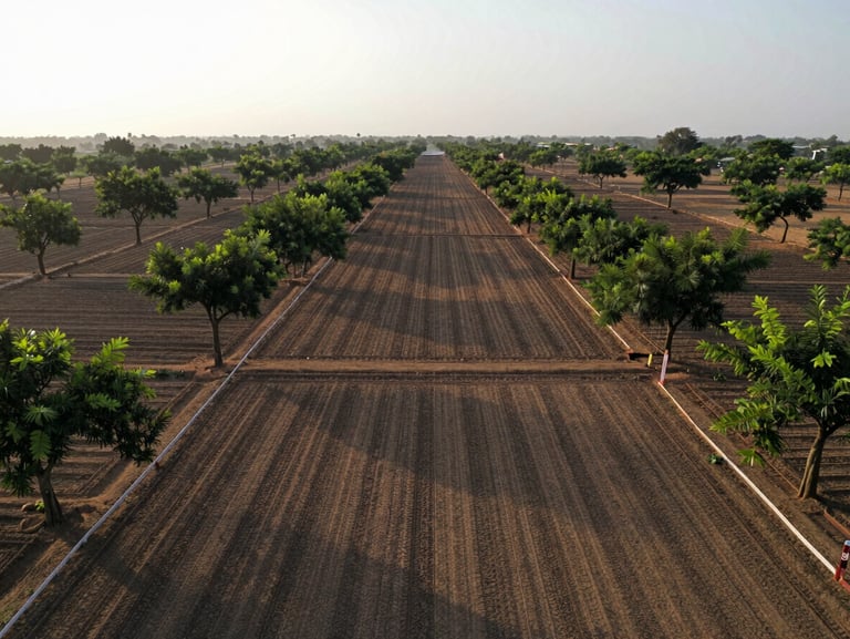 Wide-angle drone shot of legally demarcated agricultural plots in Andhra Pradesh, clear boundary markers, neat rows of sandalwood trees under a bright evening sky.