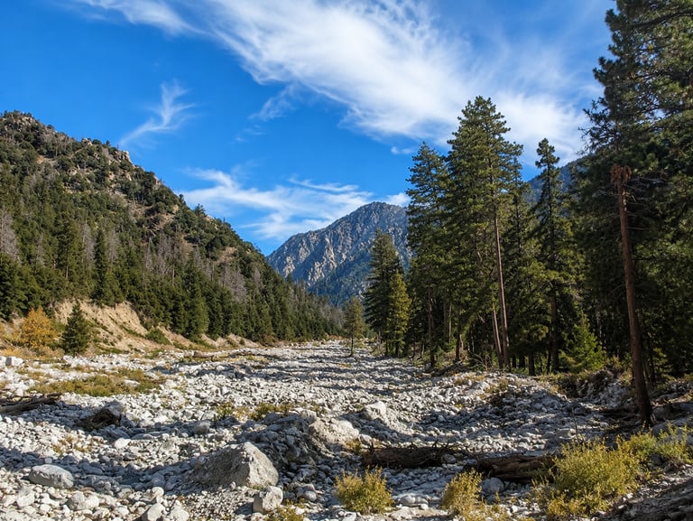 Mountain stream in forested wilderness