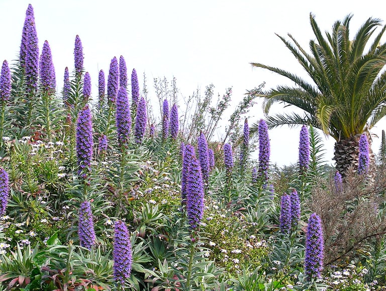 La puissance de l'Echium qui surgit de terre
