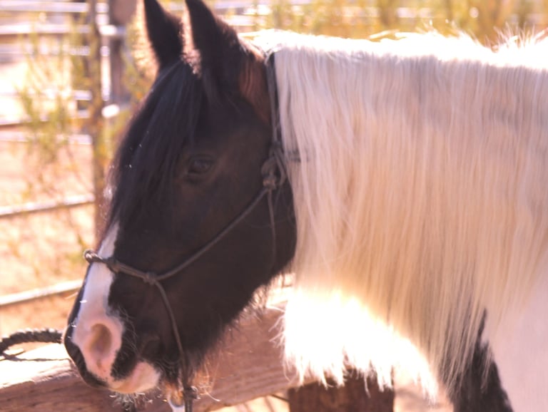 beautiful horse, subject of relational ethics challenge