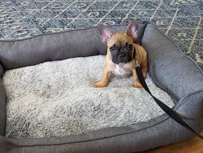 a french bulldog puppy is sitting in a dog bed