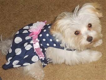 apricot maltipoo puppy sleeping on the carpet wearing a dress
