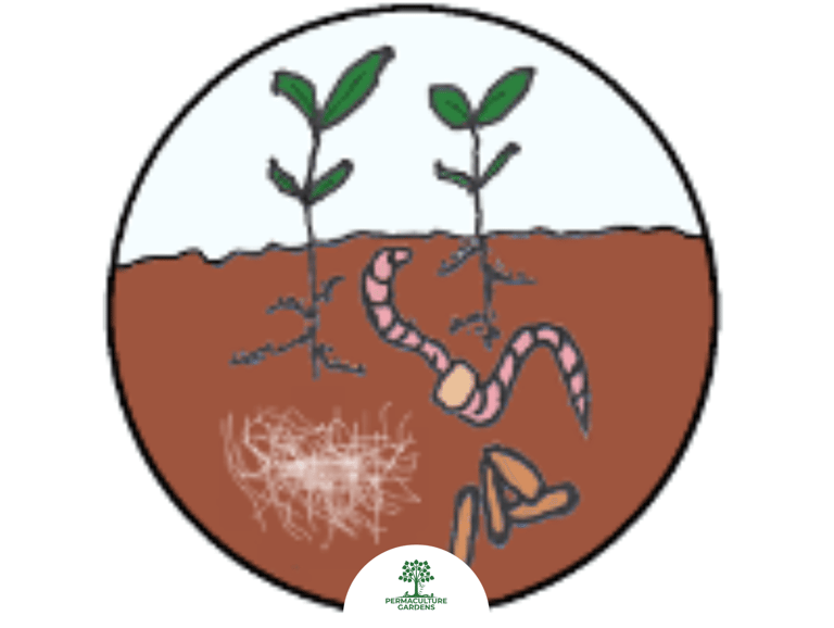 Soil Food Web 