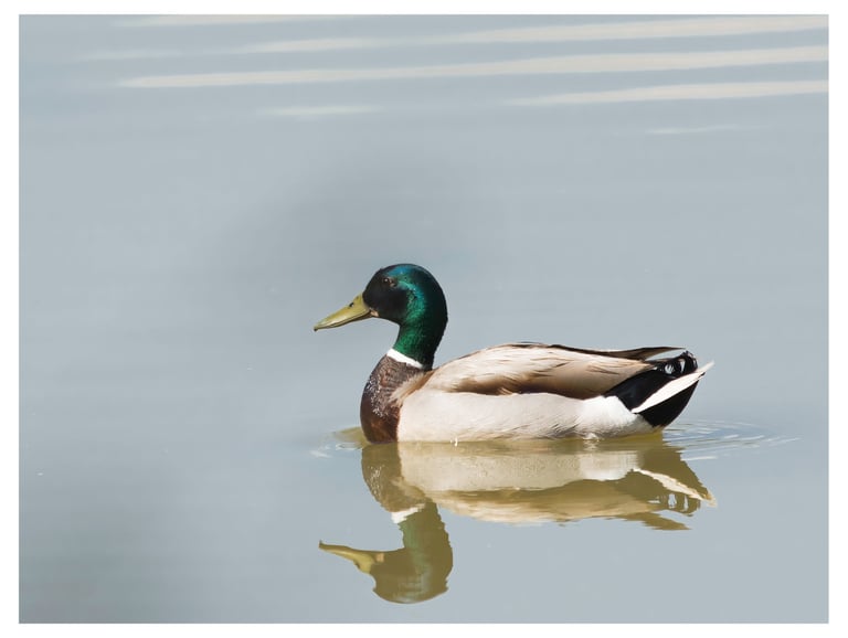ANADE AZULÓN (ANAS PLATYRHYNCHOS)