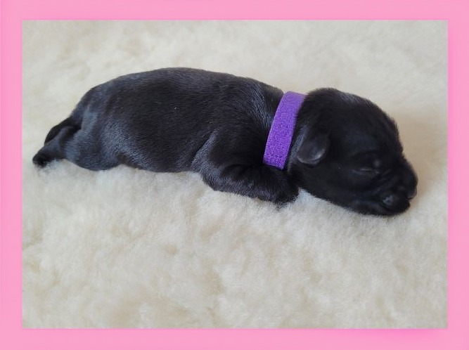 Chiot Schnauzer nain