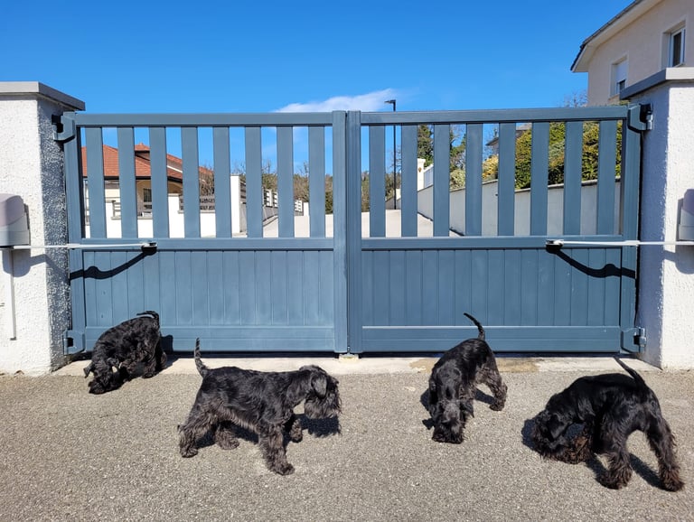 Portail élevage des Diamants Noirs d'Also