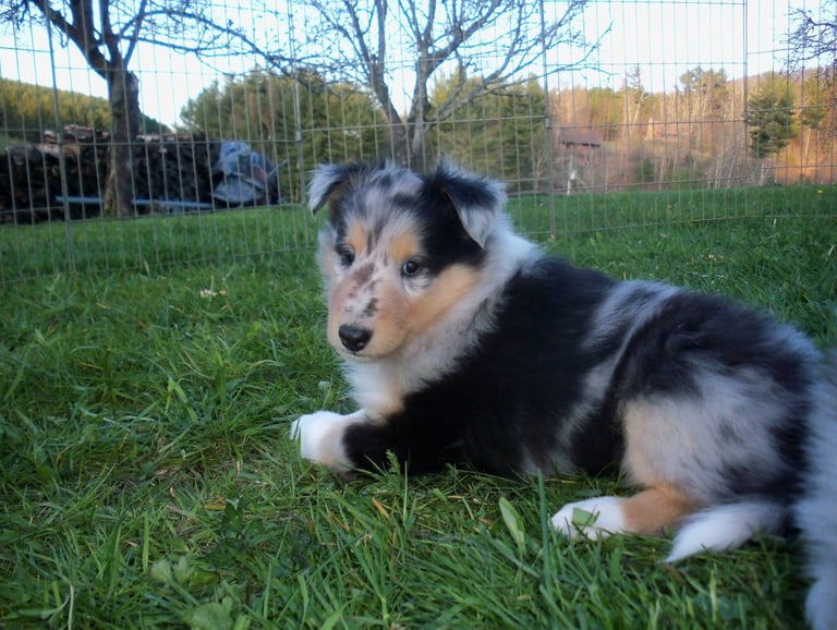 Blue Merle Collie puppy  Windmyr Black Opal, Nebraska, Yutan 