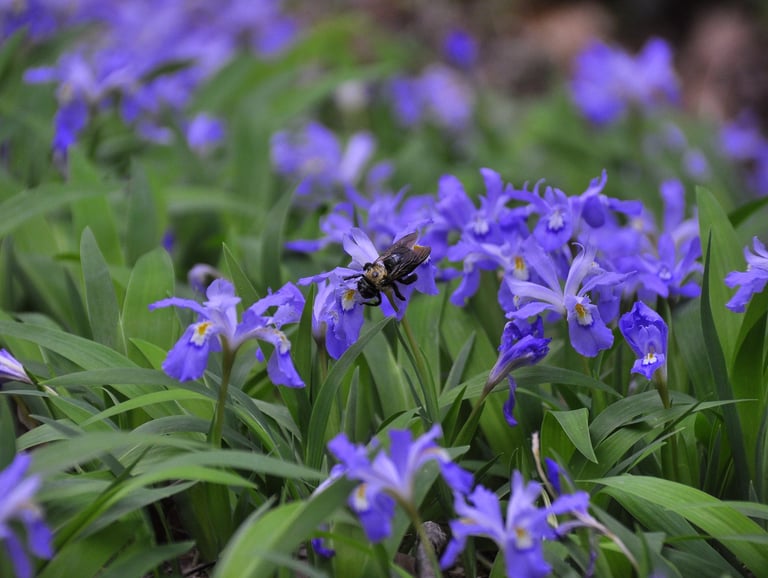 A rare plant identified during a Natural Heritage Evaluation.