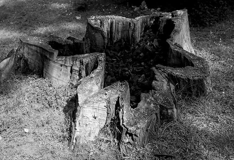 Charcoal Tree, an installation and event at Kampa Sculpture Par, Prague. 2016