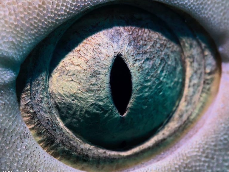 Macro shot of a lemon shark in the Bahamas at tiger beach 