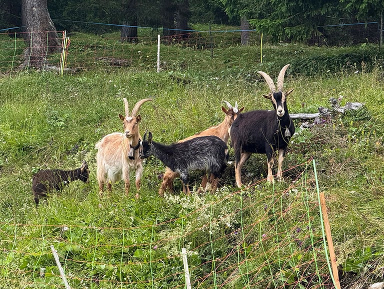 Unsere Ziegen auf der Alm