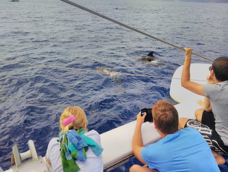 Dolphin watching on Sea Born boat in Madeira.