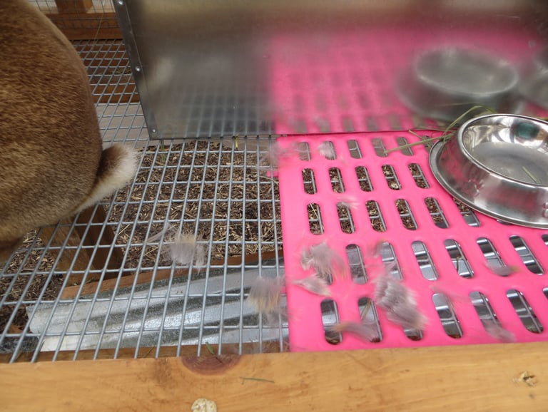 Ginger's pulled hair