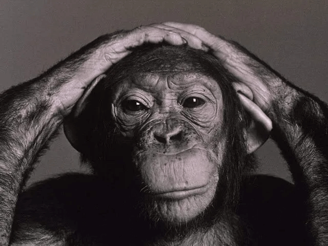 chimpanzé com as mãos na cabeça