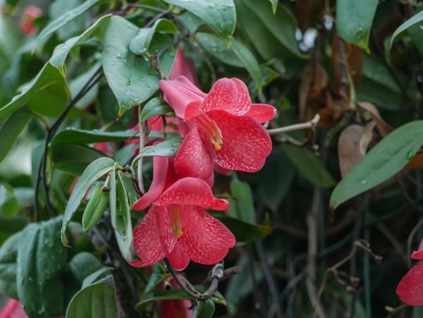 two red and bell shaped Lapageria flowers