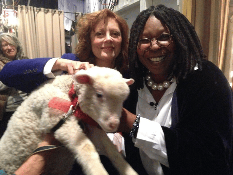 Susan Sarandon and co-host Whoopi Goldberg backstage with sheep for Heifer International segment