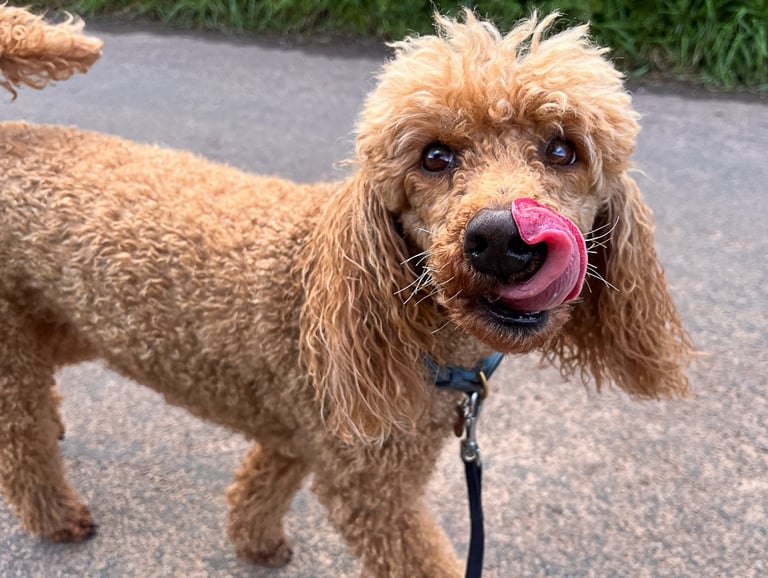 Small dog with tongue out