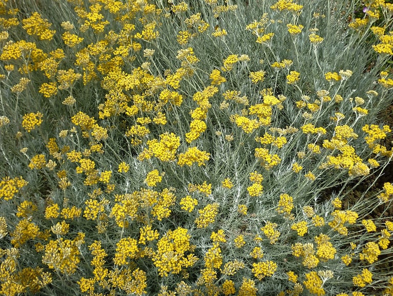 Immortelle d'Italie - doux contraste des fleurs jaune sur un feuillage argenté