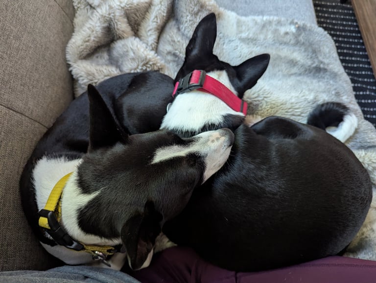 dogs snuggle up on the couch next to their pet sitter