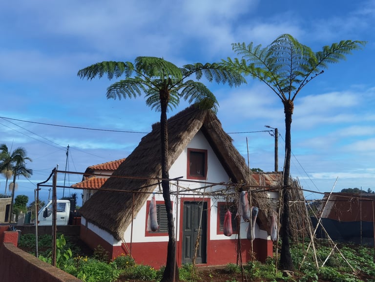 Traditional thatched roof Santana house in Madeira surrounded by tropical fern trees under a blue sky.