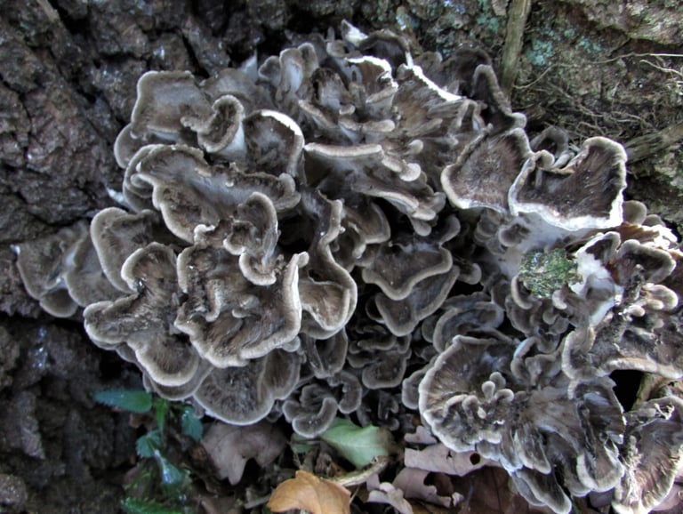 Clusters of hen of the woods mushroom growing at the base of a tree trunk in the forest.