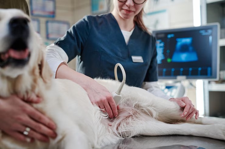 Curso práctico de ecografía veterinaria con interpretación de imágenes reales en pequeños animales.