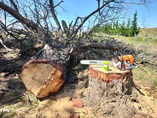 Pine tree removal