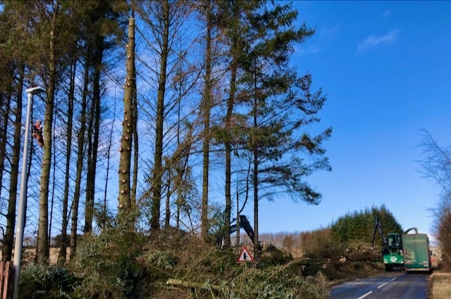 Roadside Tree works Ellon