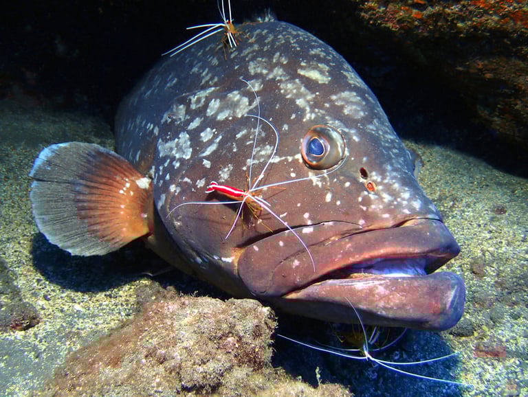 Dusky Grouper at Garajau Dive Reserve