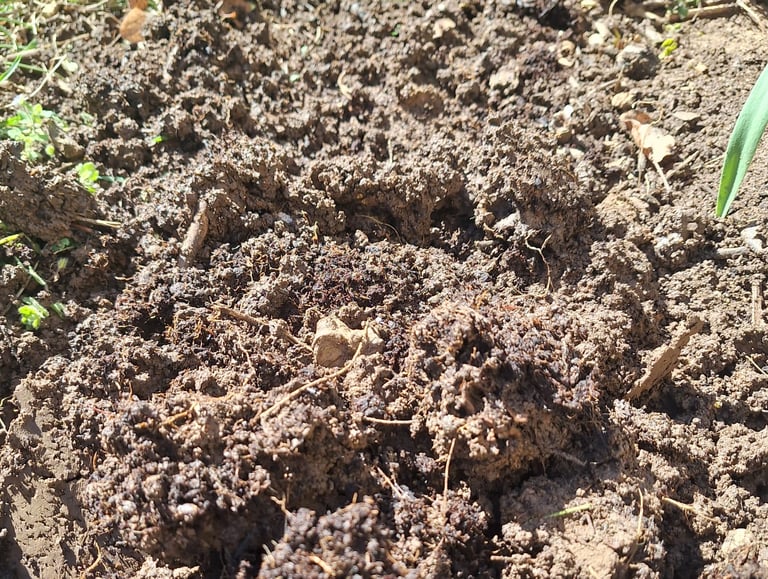 well drained soil for planting perennials