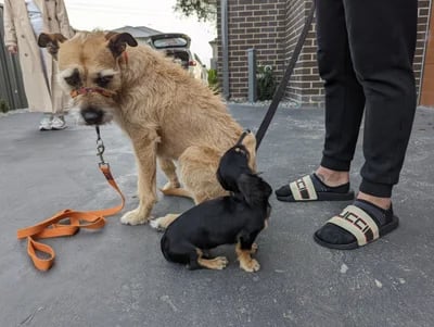 Puppy with dog training