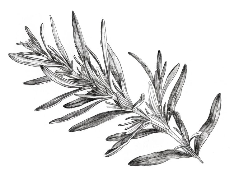 Detailed black and white botanical pencil drawing of a fresh olive leafs isolated on white.