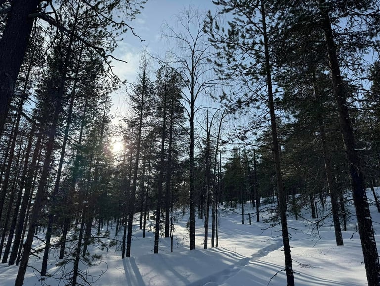Sunlight shining through a snowy pine forest in a winter landscape with long shadows on the snow.