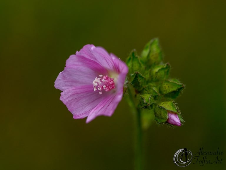 Aller à la page Fleurs pour voir autrement, selon le prisme de l'auteur, ces fleurs "communes".