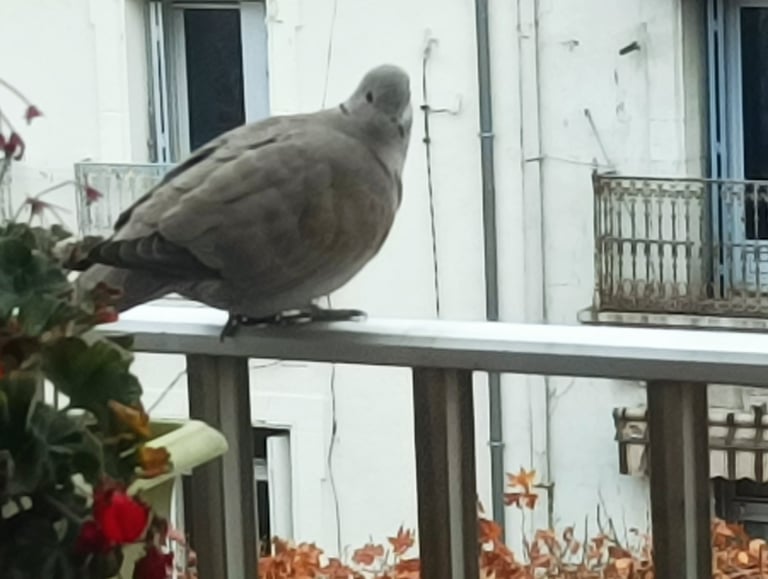 The Collared Dove