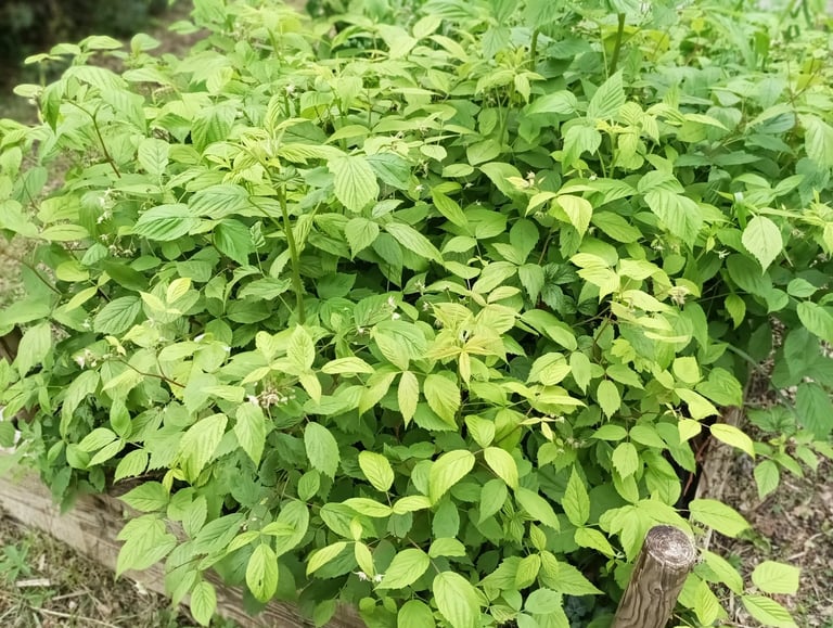 Raspberry canes