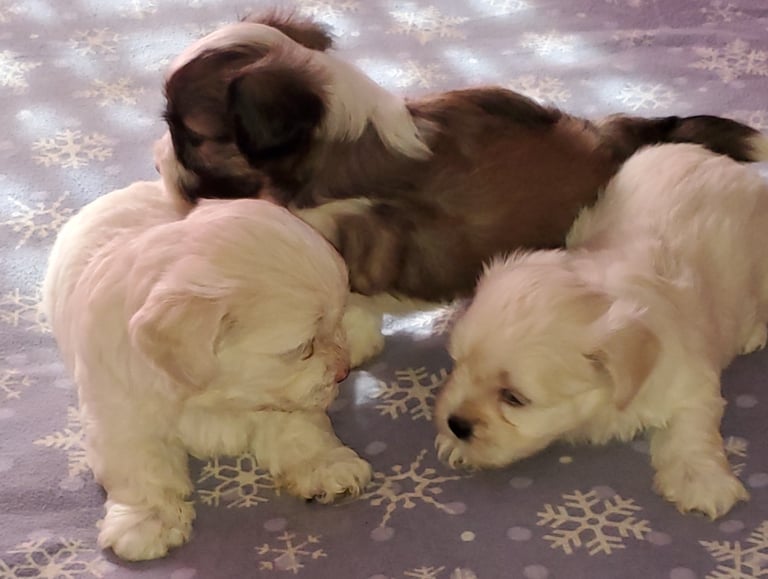 MalShi Puppy Litter