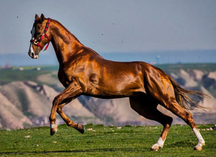 Turkoman Horse
