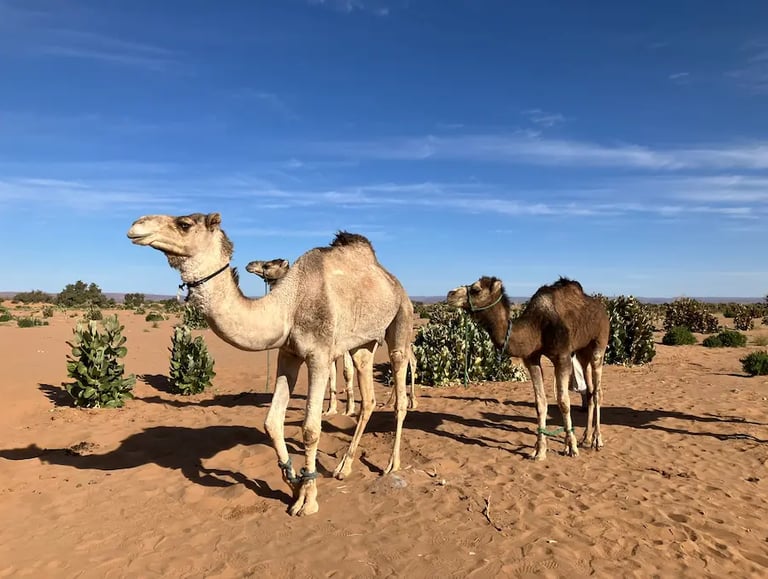 Three camels in the Sahara desert surrounded by desert plants and vegetation