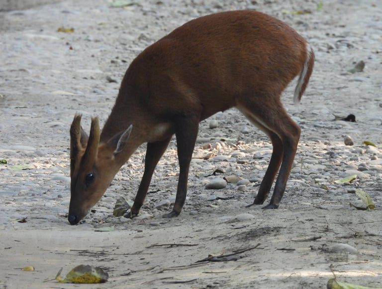 Barking deer in Bardia