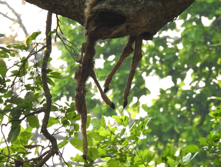 crow's feet in a tree in Bardia Forest