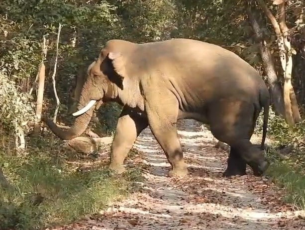 elephant crossing the track in Bardia National Park