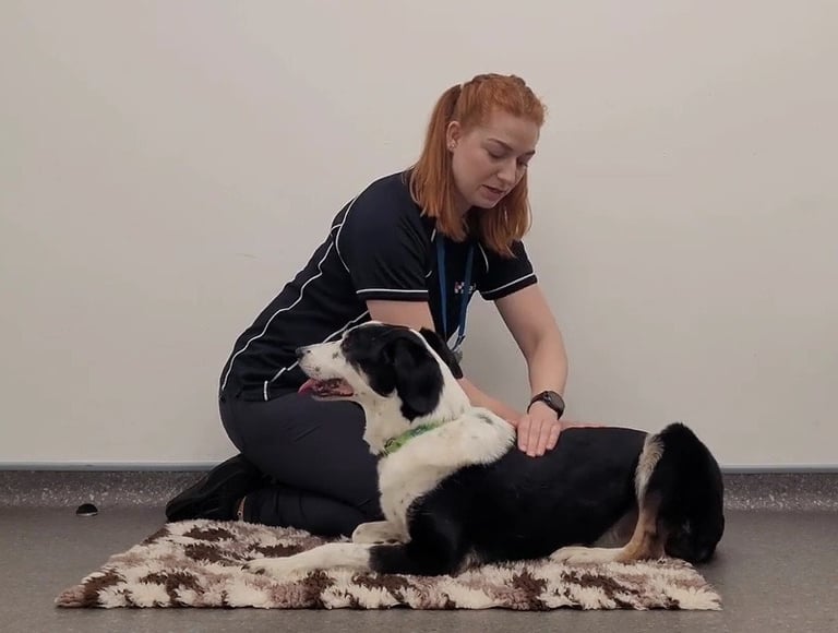 Massaging along a dogs back muscles.