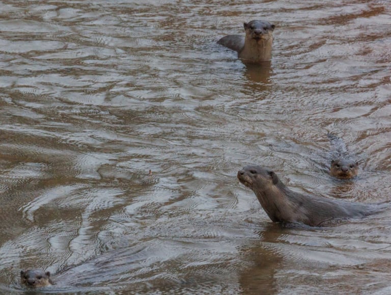 otters inBardia National Park