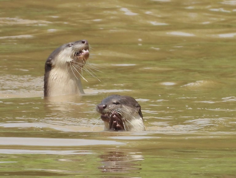 otters fishing