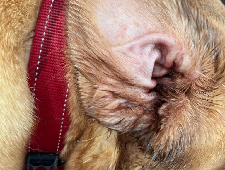 A close up of the inside of a ear.