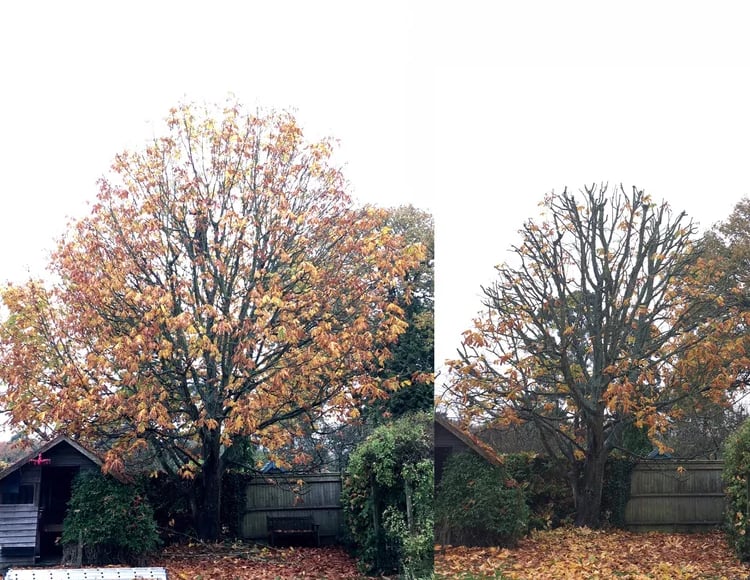 Before and after of crown reduction sharp hedges