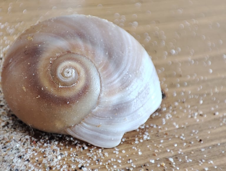 ein beigefarbeneres Schneckenhaus mit sand auf Holzuntergrund